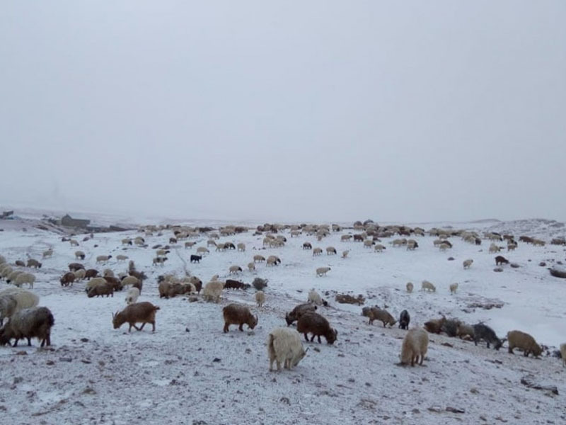 Зудын байдлыг үнэлэхэд 11 аймгийн 43 сум цагаан зудтай байна
